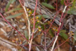 Sivun Eucalyptus gracilis F. Müll. kuva