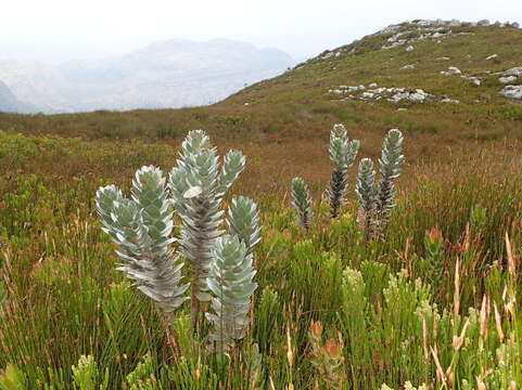 Image of Mimetes hottentoticus Phillips & Hutchinson