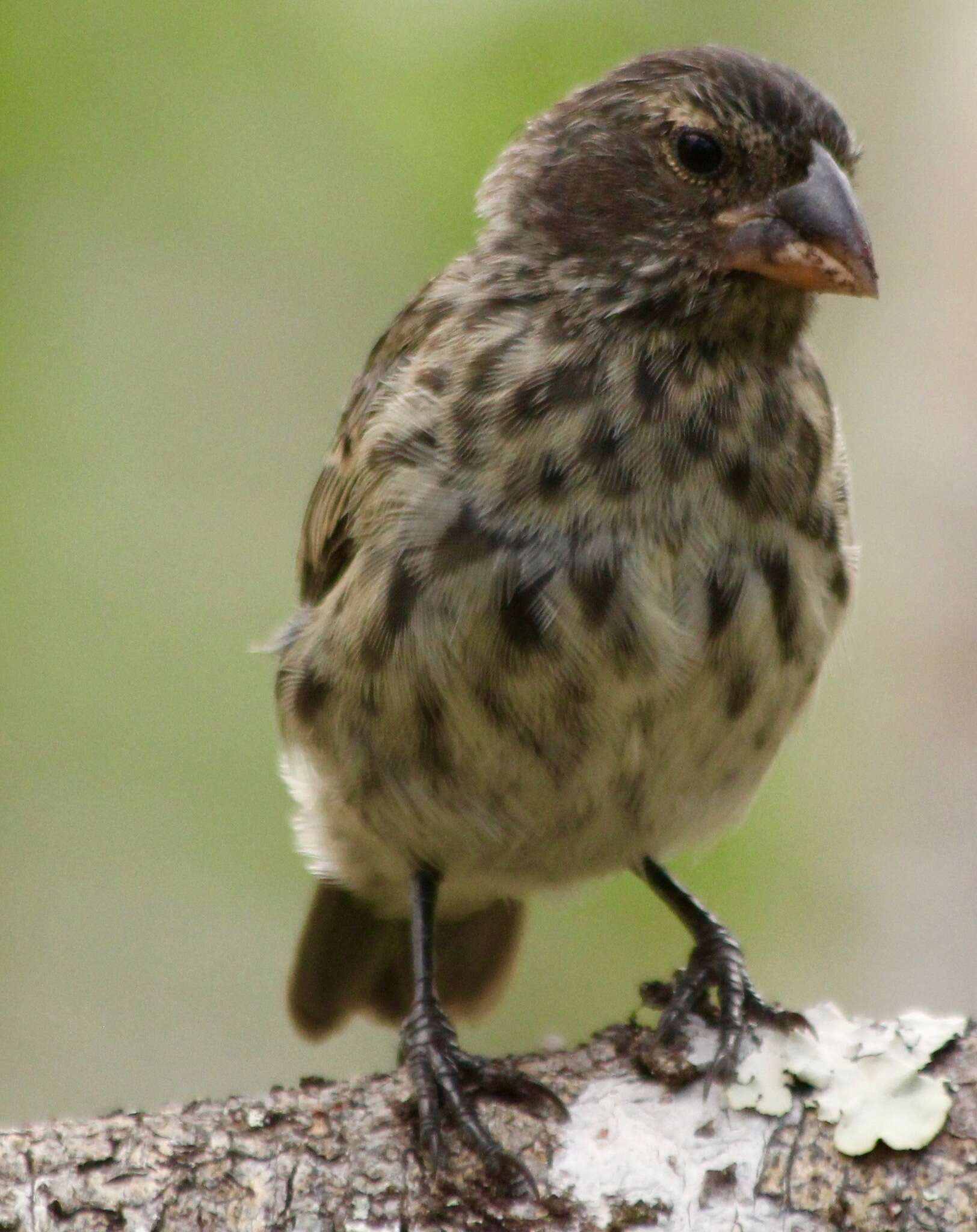 Image of Medium Ground Finch