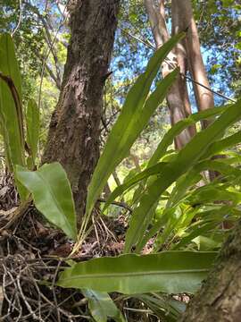 Elaphoglossum aemulum (Kaulf.) Brack.的圖片