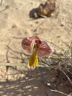 Gladiolus watermeyeri L. Bolus resmi