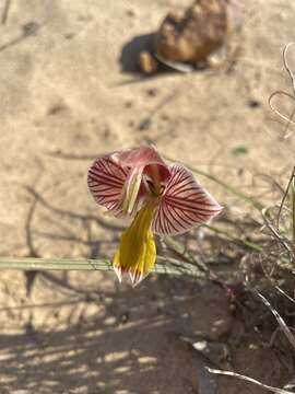 Gladiolus watermeyeri L. Bolus resmi