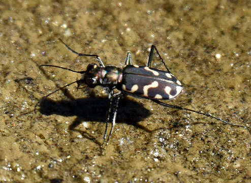 Image of Cicindela (Cicindelidia) carthagena Dejean 1831