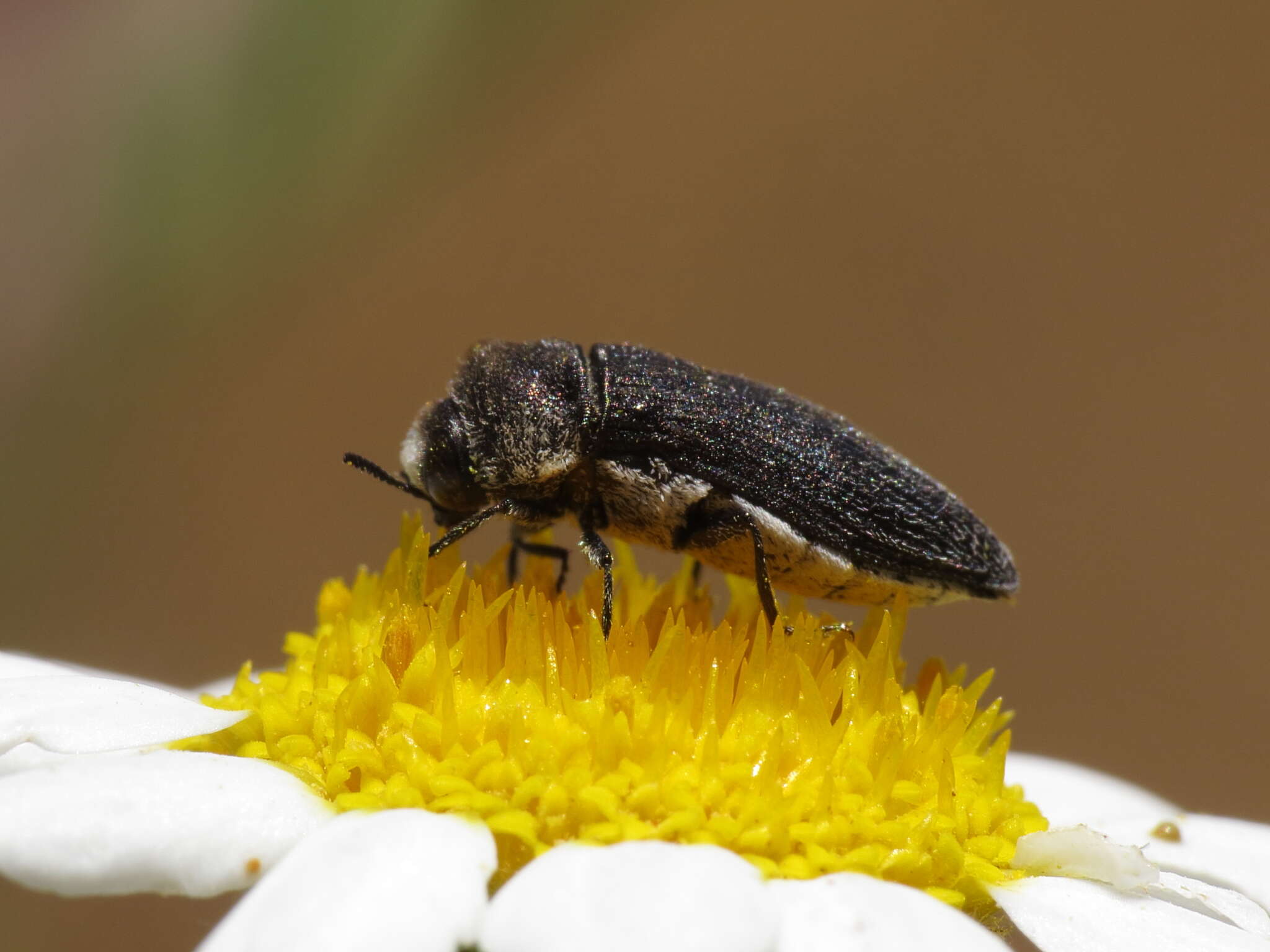 Image of Acmaeoderella flavofasciata pilivestis (Abeille de Perrin 1904)