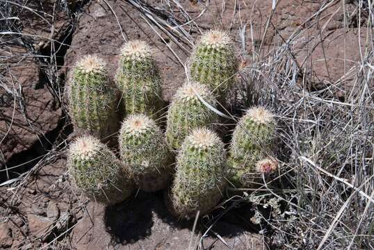 Image of Echinocereus bonkerae subsp. bonkerae