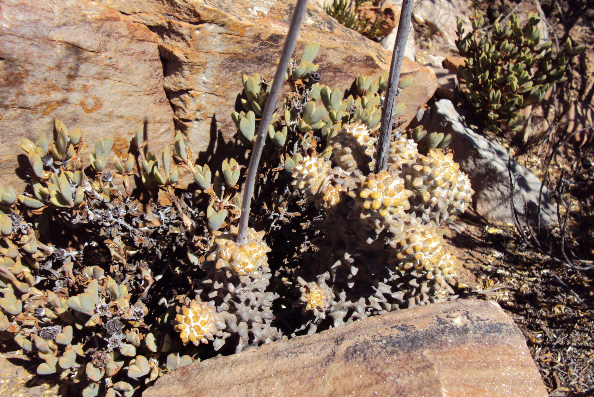 Image of Tylecodon wallichii subsp. wallichii