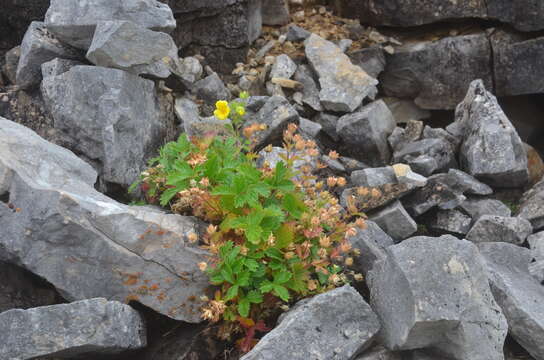 Image de Potentilla asperrima Turcz.