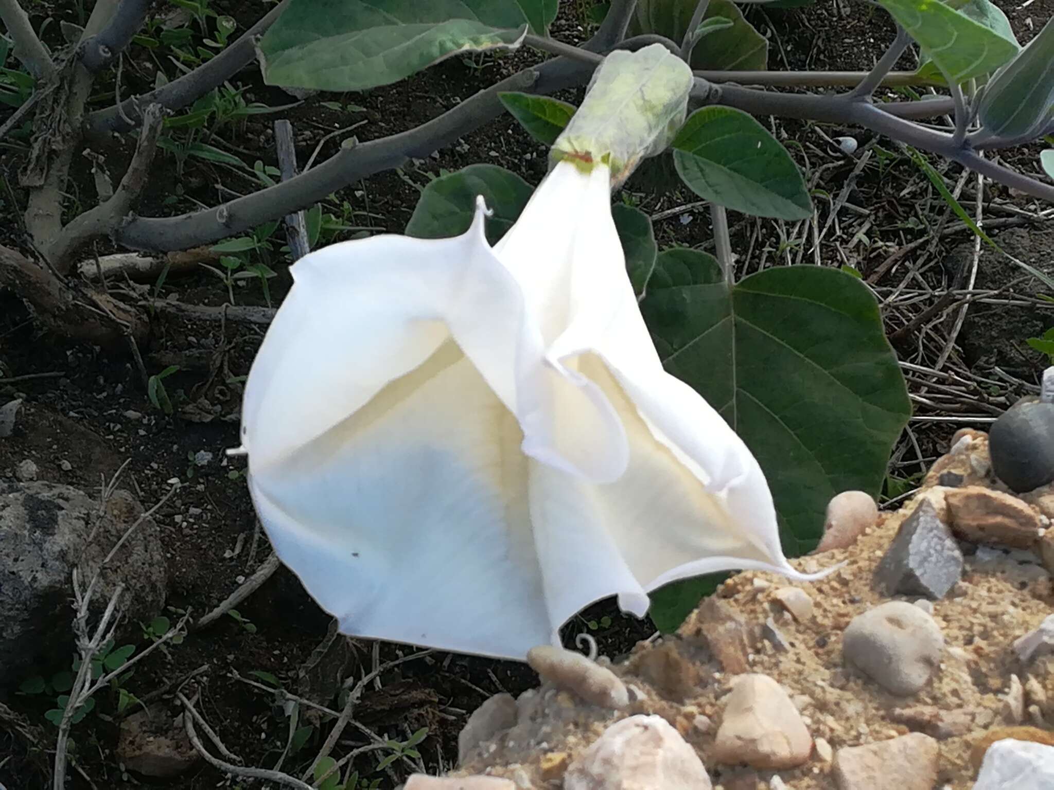 Image of Datura innoxia P. Miller