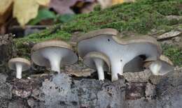 Image of Lentinus brumalis (Pers.) Zmitr. 2010