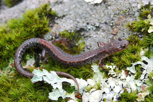 Image of Big Levels Salamander