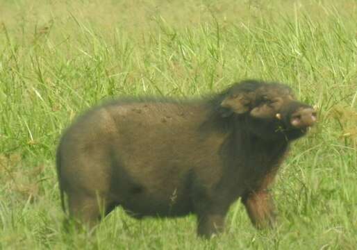 Image of Giant Forest Hogs