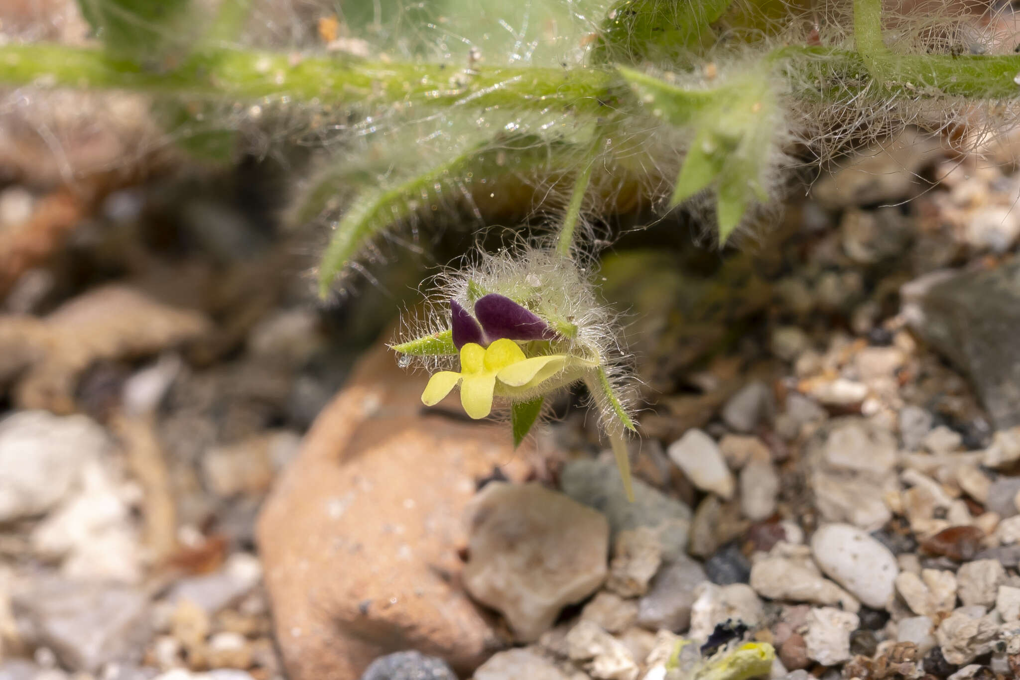 Image of Kickxia elatine subsp. crinita (Mabille) Greuter