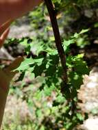 Image of Texas barberry