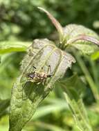 Sivun Rhynocoris rapax (Stål 1855) kuva