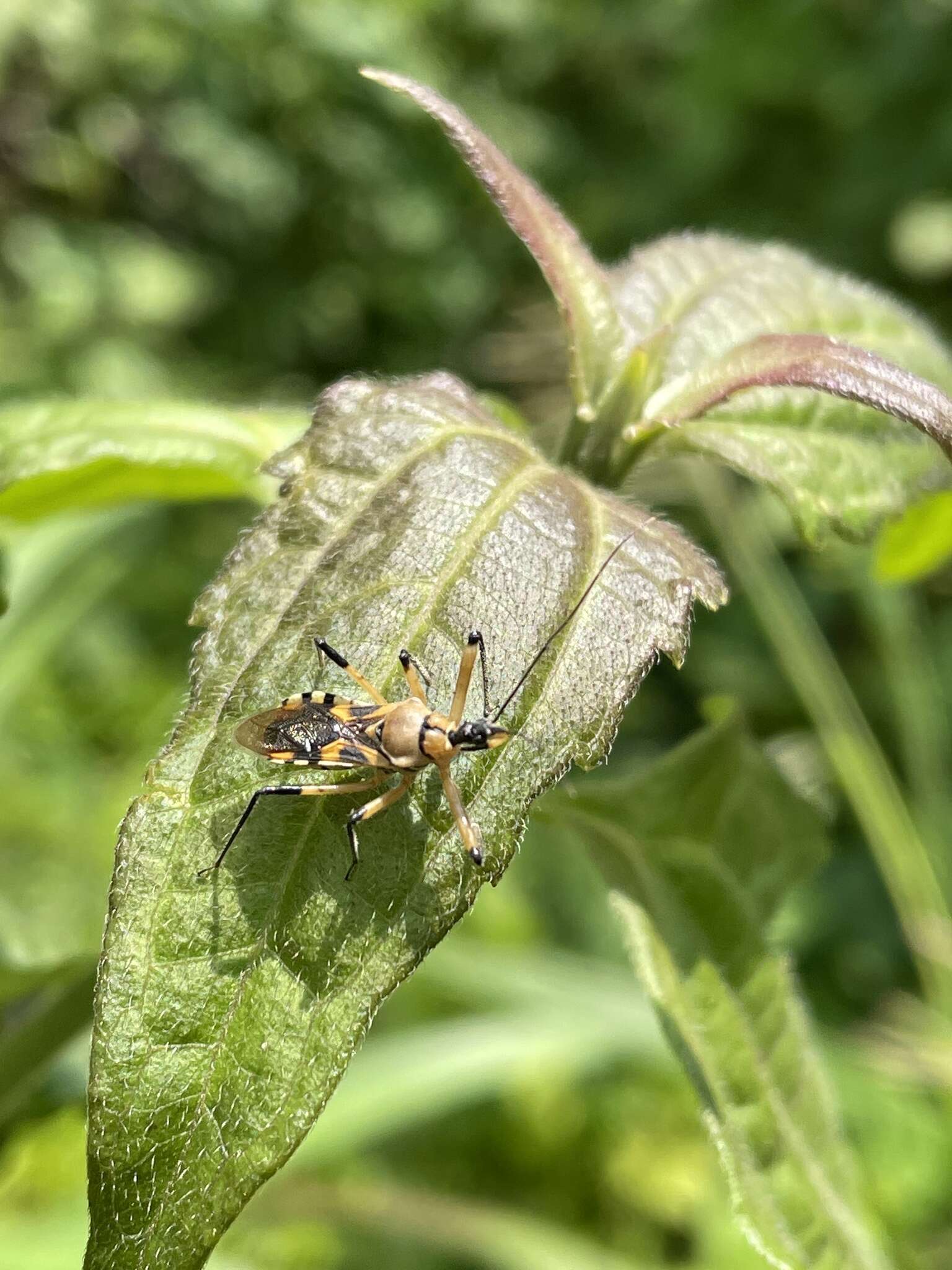 Plancia ëd Rhynocoris rapax (Stål 1855)