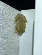 Image of Laughing Tree Frog