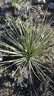 Image of intermediate yucca