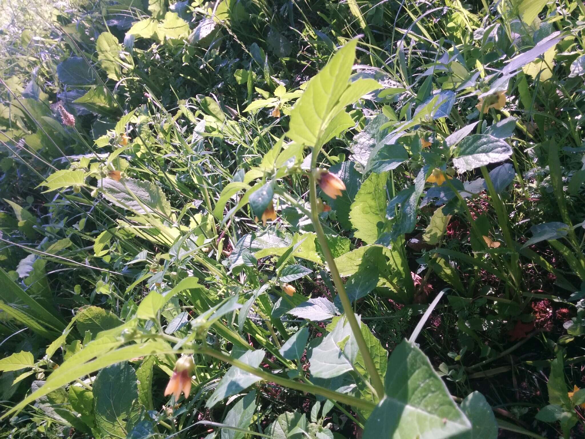 Physalis philadelphica Lam. resmi