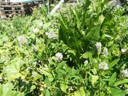 Plancia ëd Trigonella procumbens (Besser) Rchb.