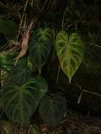 Image of Philodendron verrucosum L. Mathieu ex Schott