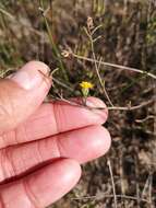 Imagem de Marasmodes defoliata S. Ortiz