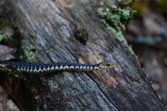 Image of Goldenhead Garter Snake