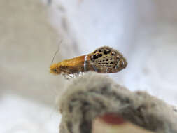 Image of Ridings' Fairy Moth