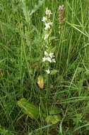 Imagem de Platanthera hybrida Brügger