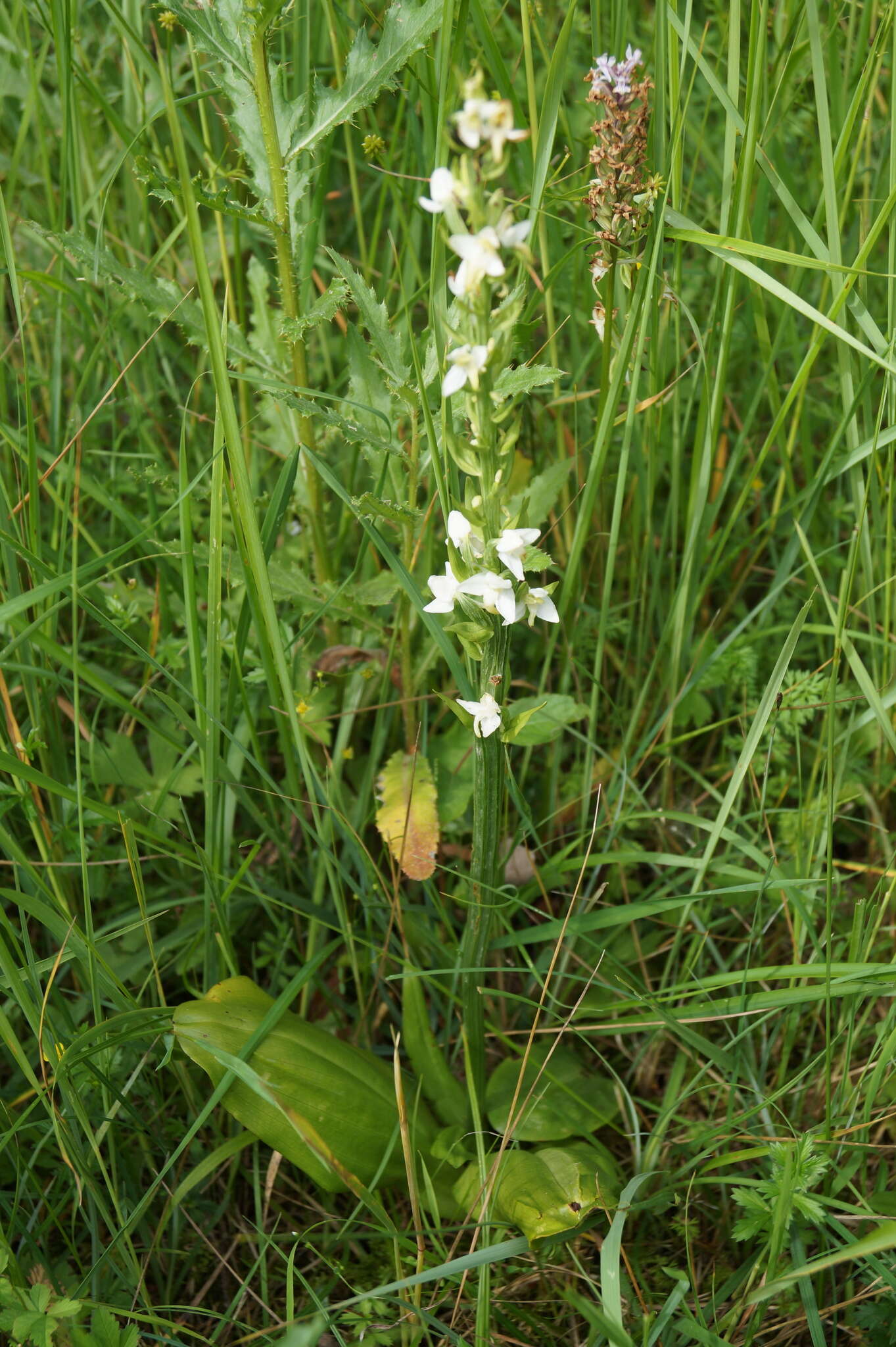 Image of Platanthera hybrida Brügger