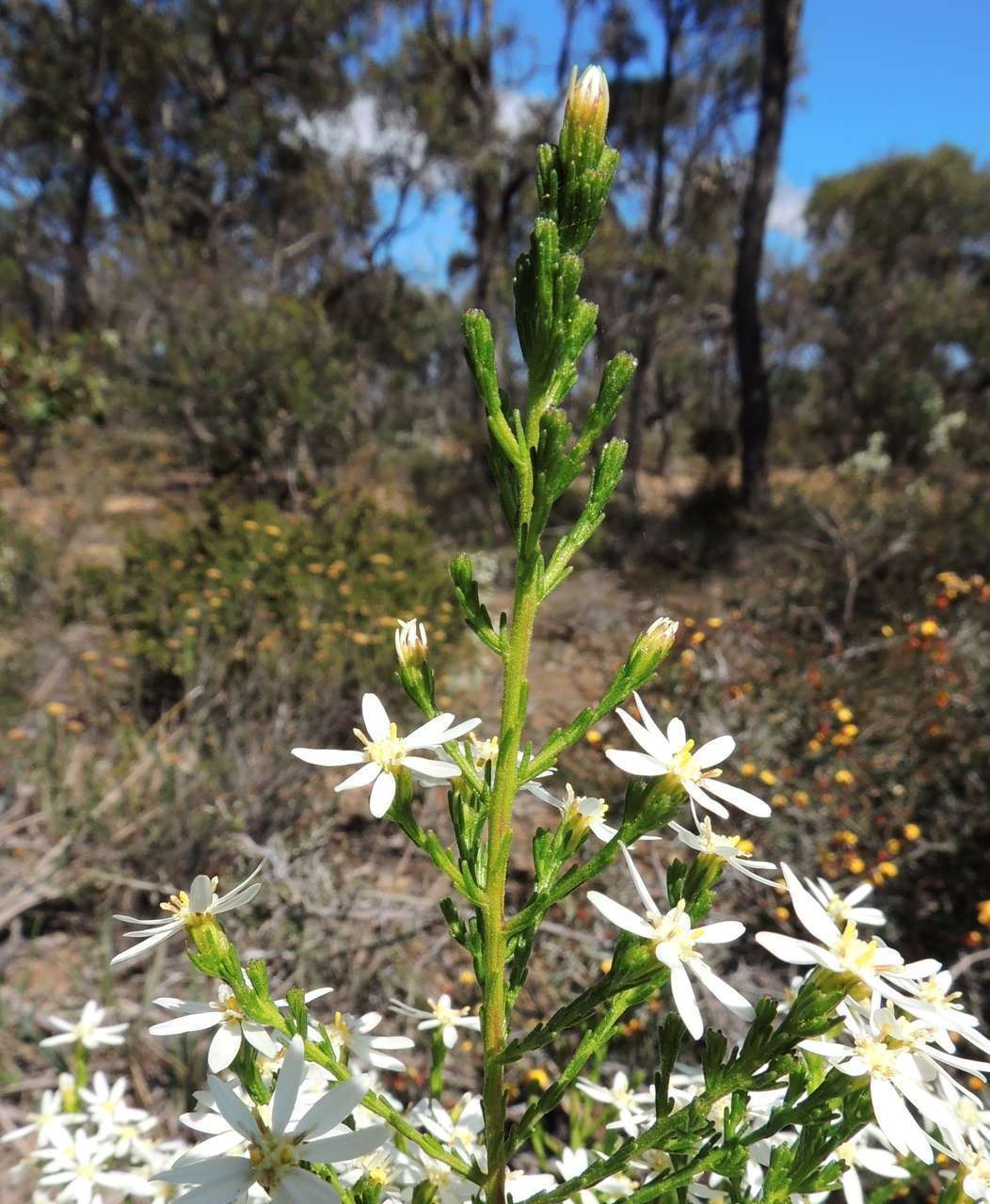 Image de Olearia teretifolia (Sond.) F. Müll.