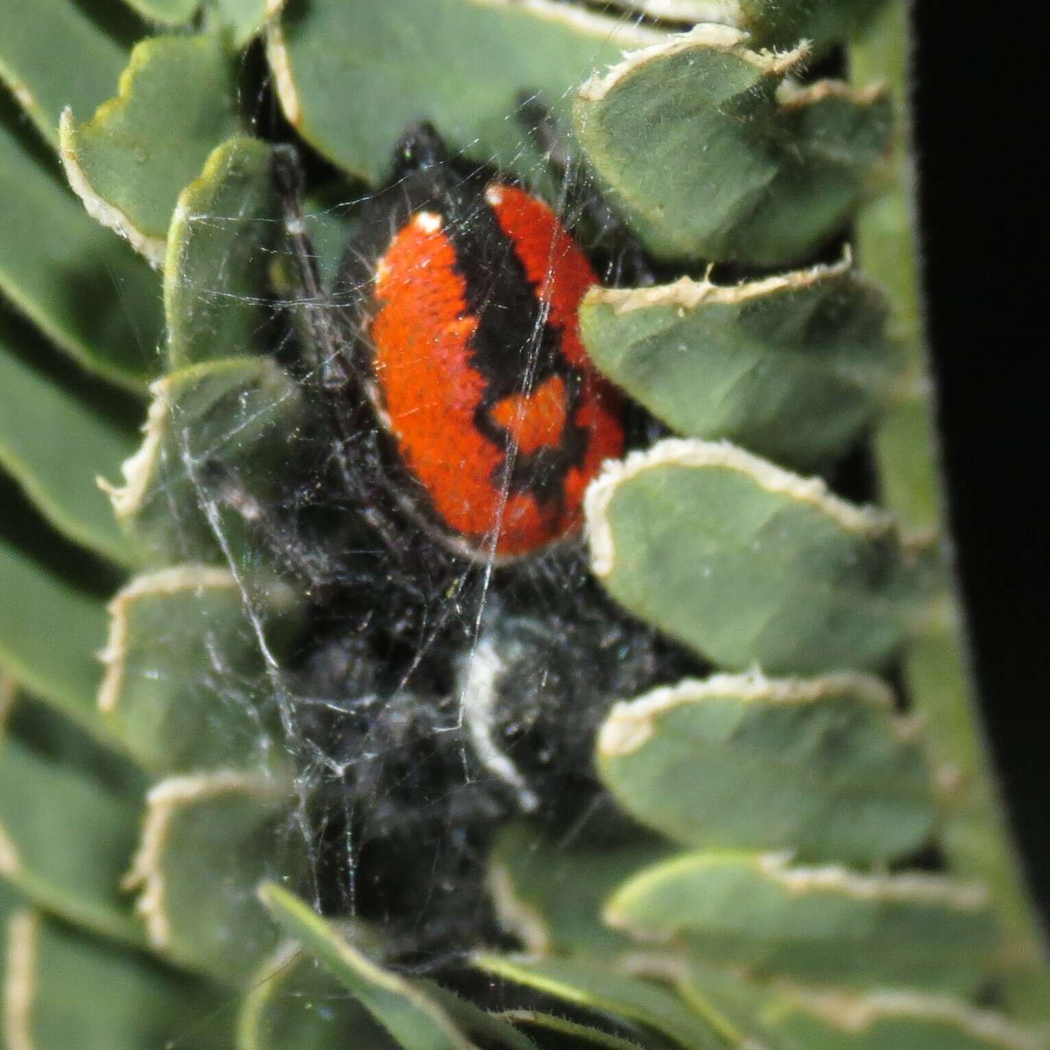 Image of Phidippus carneus Peckham & Peckham 1896