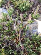 Salix petrophila Rydb. resmi