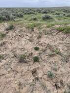 Image of Yampa beardtongue