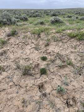 Image of Yampa beardtongue