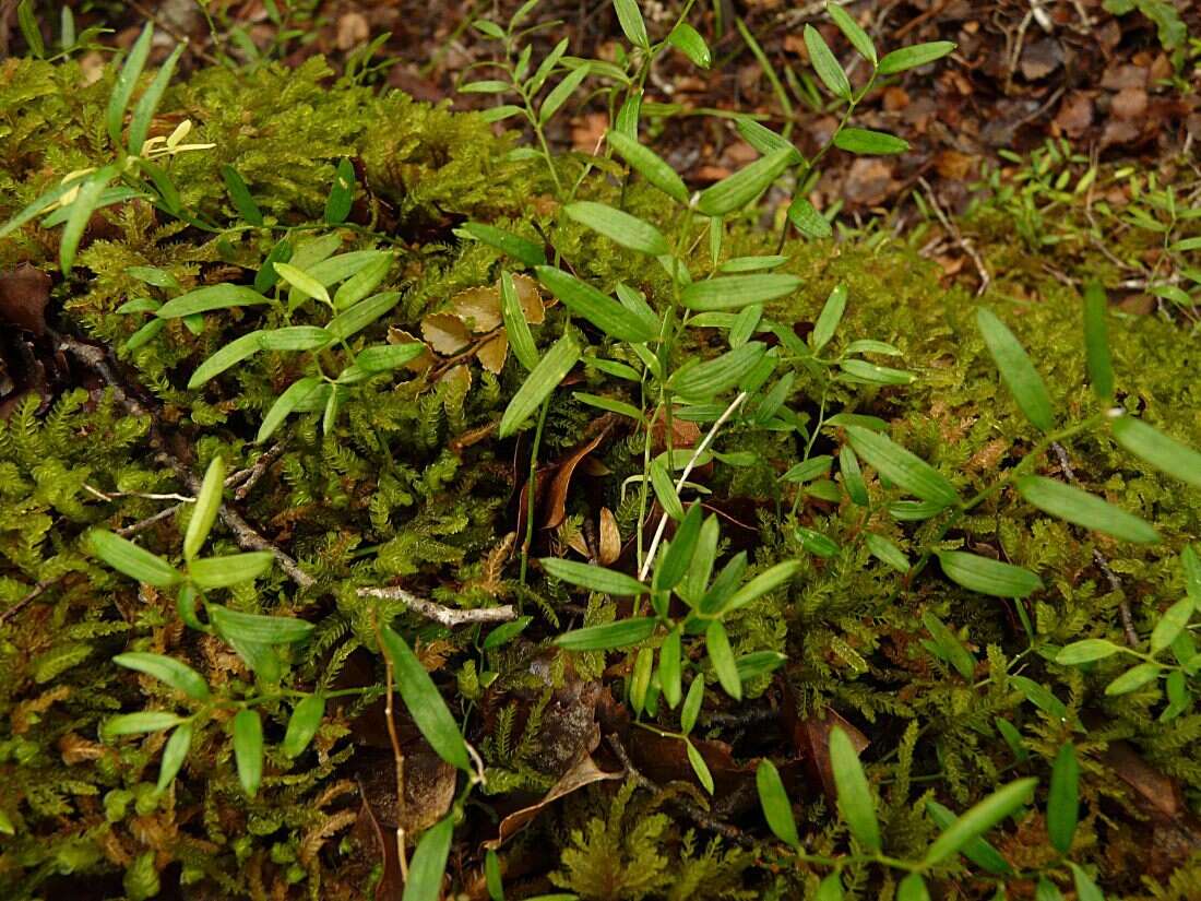 Image de Luzuriaga parviflora (Hook. fil.) Kunth