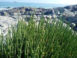 Image of Salicornia littorea (Moss) Piirainen & G. Kadereit