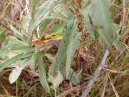 Image of Southern Goldenrod