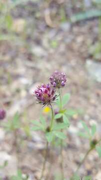 صورة Trifolium albopurpureum Torr. & A. Gray