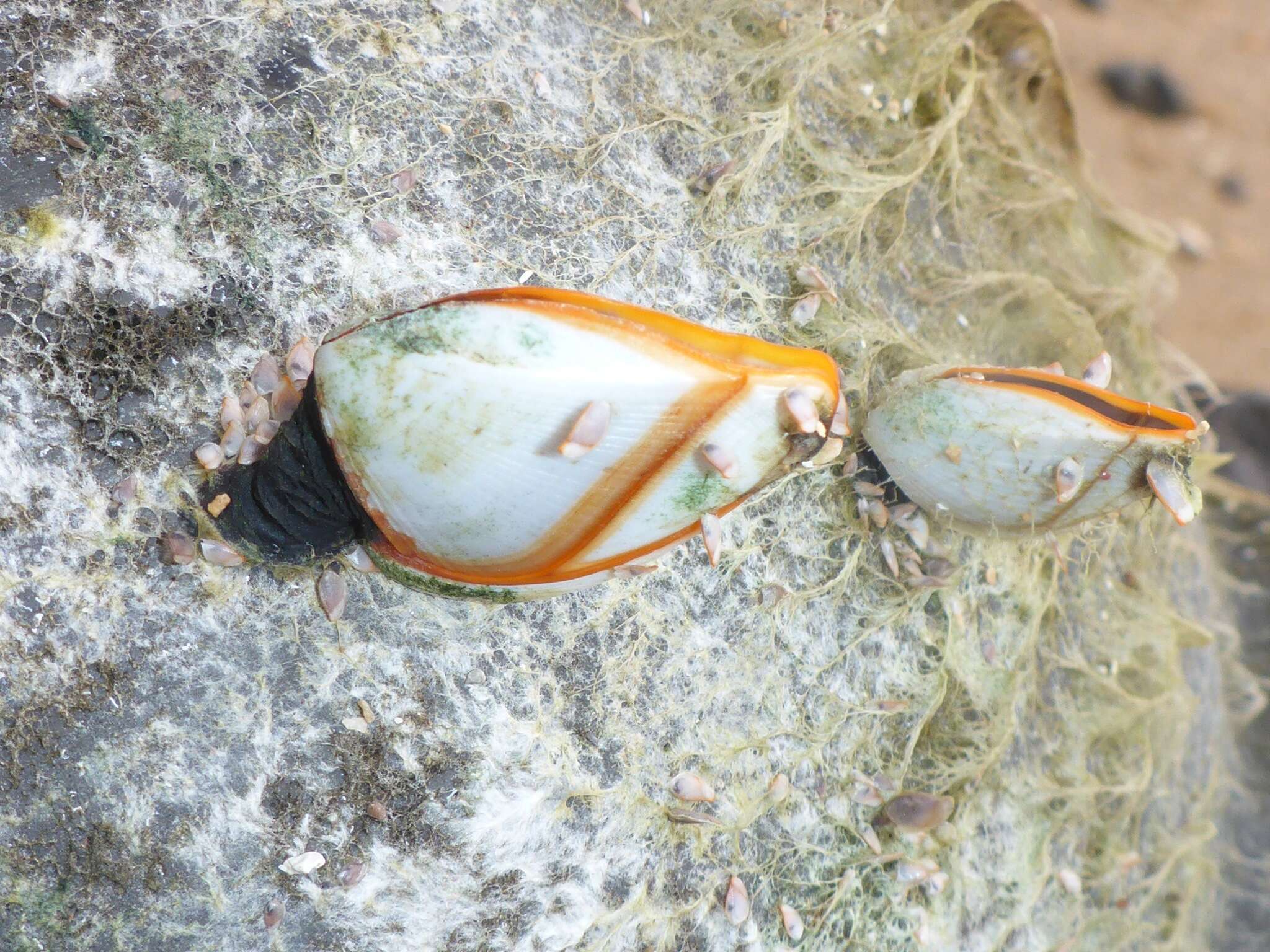 Image of goose barnacle