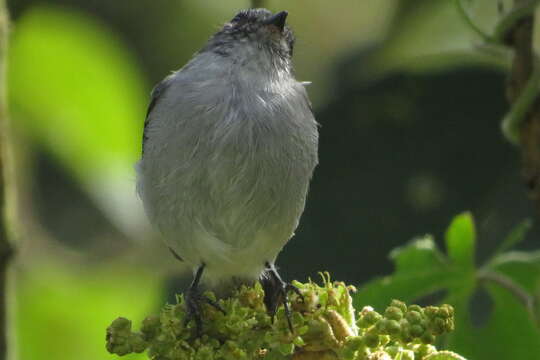 Serpophaga cinerea (Tschudi 1844)的圖片