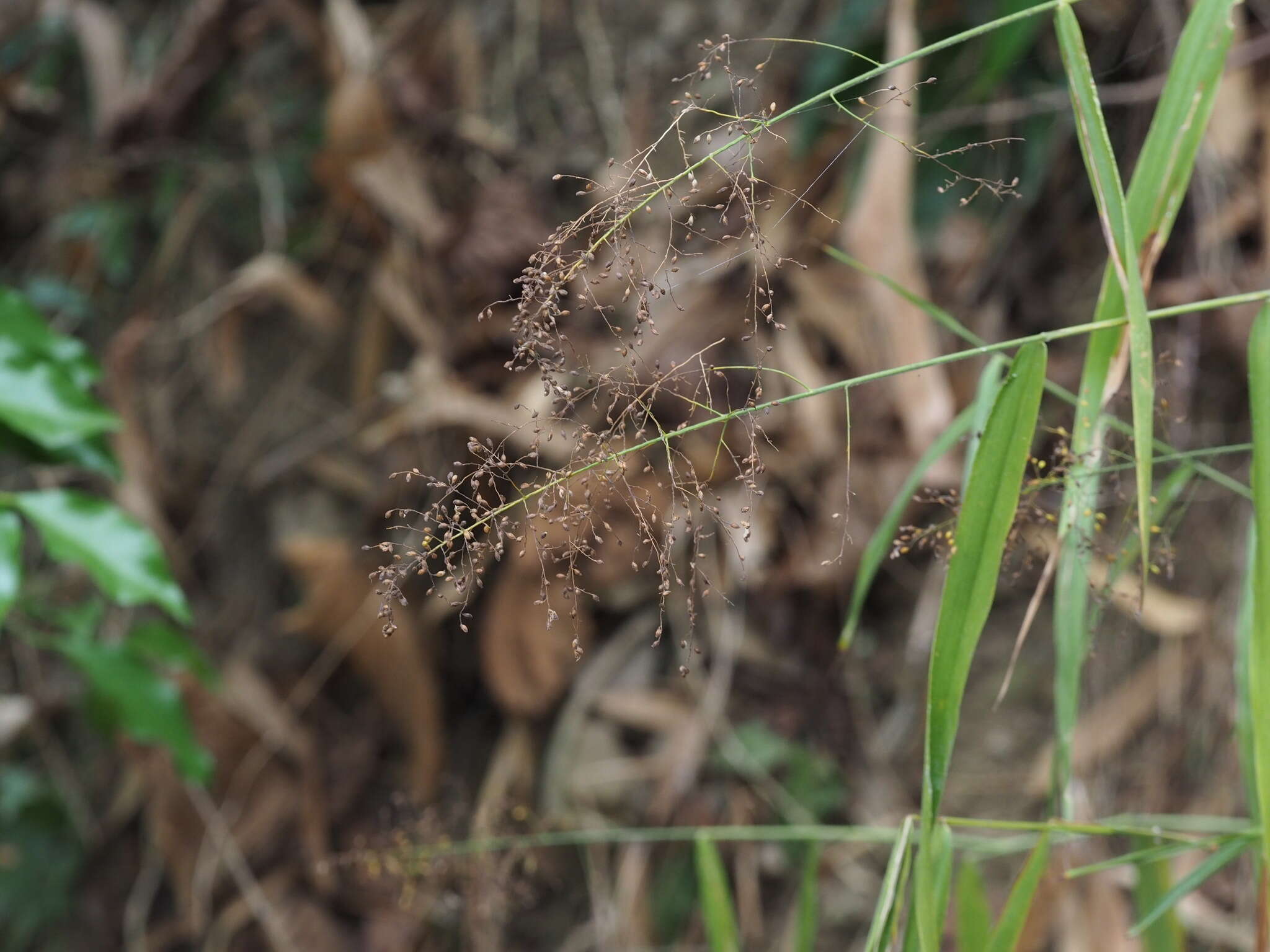 Image of Panicum sarmentosum Roxb.