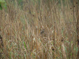 Image of Blunt-winged Warbler