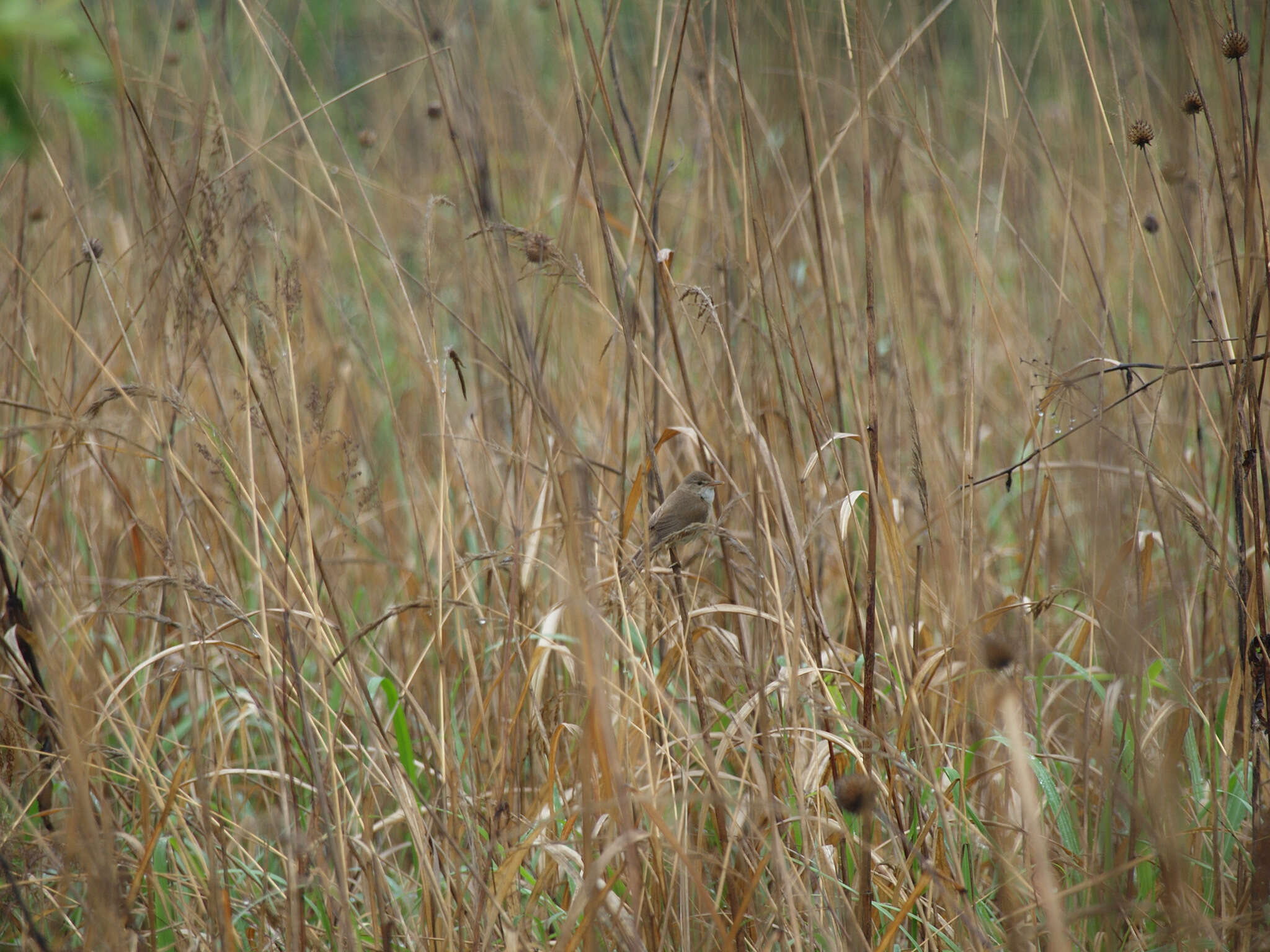 Image of Blunt-winged Warbler