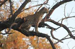 Image of African leopard