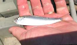 Image of Blueback Herring