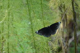 Euploea crameri Lucas 1853的图像