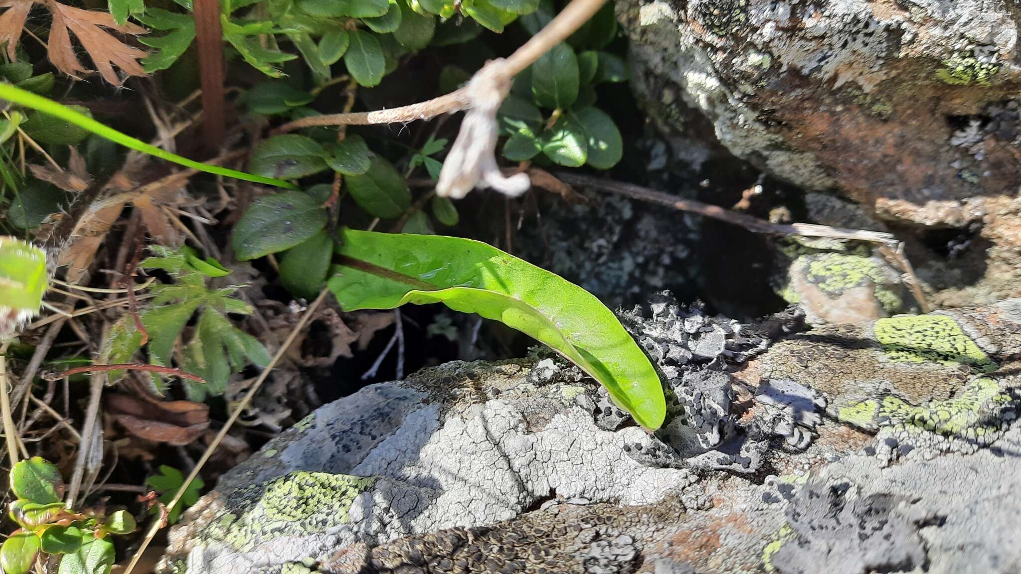 Sivun Taraxacum porphyranthum Boiss. kuva