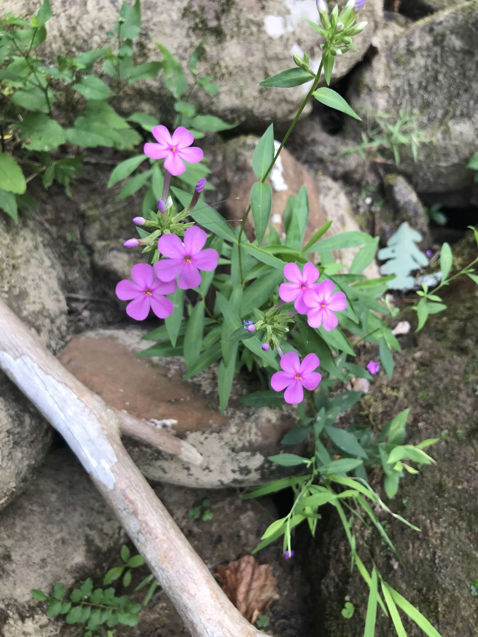 Imagem de Phlox glaberrima subsp. triflora (Michx.) Wherry