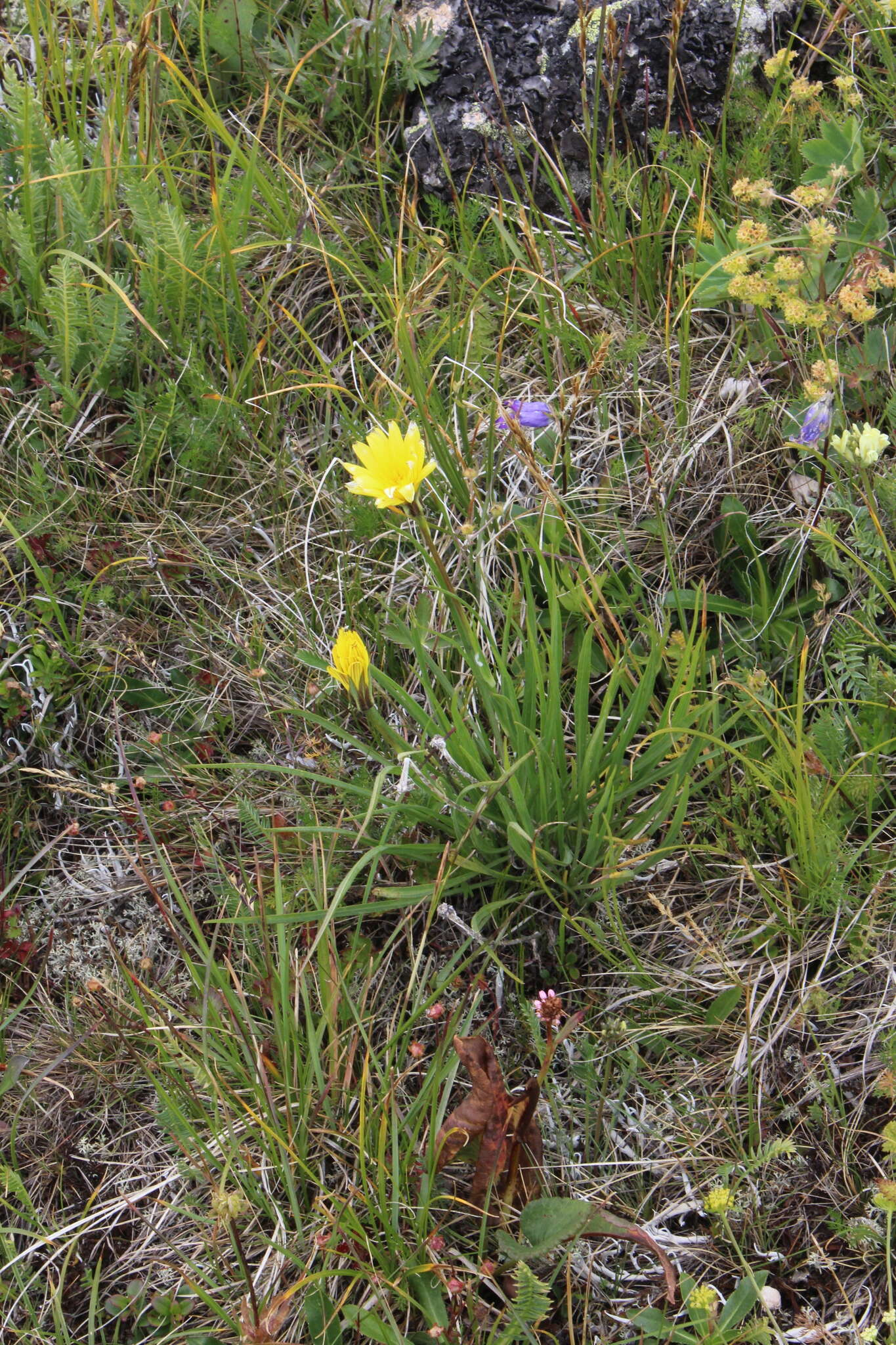 صورة Tragopogon reticulatus Boiss. & Huet