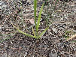 Spiranthes laciniata (Small) Ames resmi